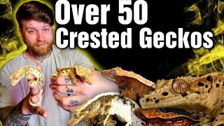 I Own Over 50 Crested Geckos Lets Meet Them All Crested Gecko Showcase [upl. by Annel905]