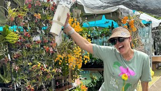 Redland International Orchid Festival 2024 Great Vendors amp Orchids Tips Before You Go Preview Day [upl. by Crystie]