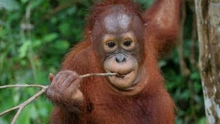 Orangutan  Man Of The Forest HD [upl. by Arola]