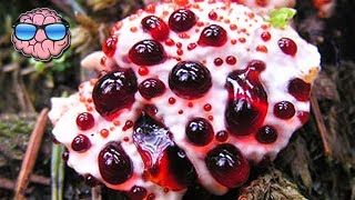 Top 10 MOST DEADLY MUSHROOMS IN THE WORLD [upl. by Chic]