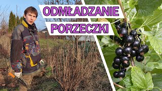 CZARNA PORZECZKA  cięcie odmładzające i rozmnażanie krzewu [upl. by Allehcram]