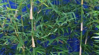 Clumping bamboo its uses growing tips care amp pruning [upl. by Rufford]