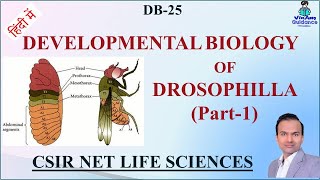 DB25 II Developmental Biology of Drosophila Part 1 II Developmental Biology II VG csirnet [upl. by Boatwright]