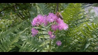 Ein Garten für Wildbienen [upl. by Brink]