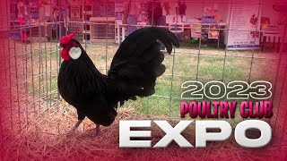 EXPO de GALLOS ORNAMENTALES en LIMA  PERU del POULTRY CLUB 2023  Orla Tenorio 🐓 🐣 [upl. by Philana898]