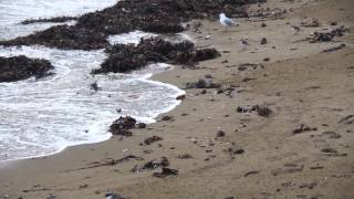 Shore Plover at Plimmerton New Zealand Rare endangered bird [upl. by Alram]