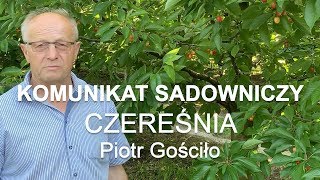 Komunikat sadowniczy 15 Czereśnia  Piotr Gościło 14062019 [upl. by Tressa201]