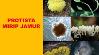 Kingdom Protista  Protista Mirip Jamur Biologi Kelas X [upl. by Huba]