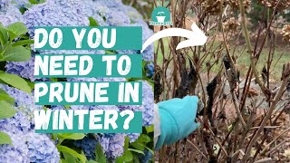 When and How to Prune Hydrangeas  Pruning Hydrangeas  Hydrangea Winter Care [upl. by Alekal]