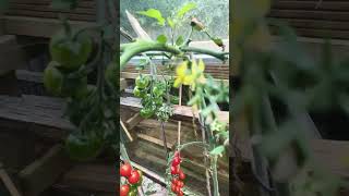 Tomatoes grown in eggshells final update [upl. by Lertram917]