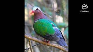 Manatad Emerald Dove Sounds 10 Mins [upl. by Doxia]