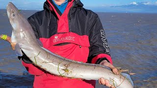 Sea Fishing Brean Down Bristol Channel  Rays and Conger [upl. by Oilegor88]