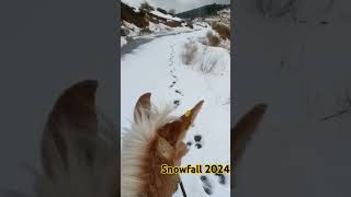 snowfall 2024 snow fall naturalviews mountains like subscribe shere [upl. by Trilley]