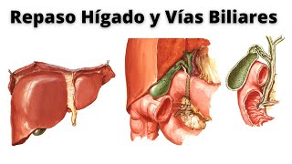 REPASO DE HÍGADO Y VÍAS BILIARES [upl. by Giesser1]