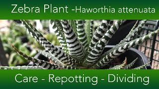 How to Grow The Zebra Plant Succulent  Haworthia attenuata Varieties and Propagation [upl. by Mears]