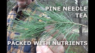 Pine Needle Tea Health Benefits And Medicinal Value Will Surprise You [upl. by Fairman]