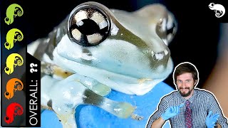 Amazon Milk Frog The Best Pet Amphibian [upl. by Aneret]