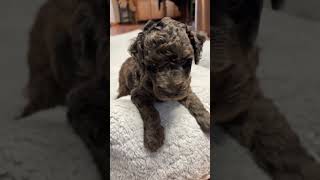 Dark Chocolate Merle Mini Labradoodle Puppy  Male [upl. by Ilene]