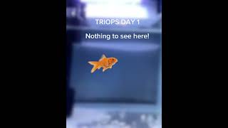 TRIOPS on day 1 [upl. by Ishmul342]