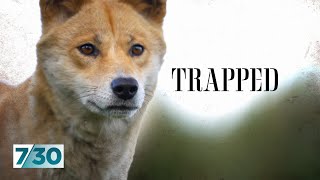 Secret videos show animals being trapped and killed Are they wild dogs or dingoes  730 [upl. by Teragramyram]