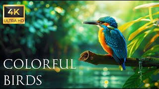 4K Colorful Kingfisher  Beautiful Birds Sound in the Forest  Bird Melodies [upl. by Bein310]