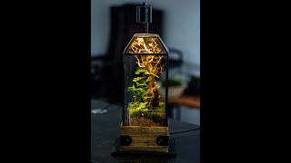 Diy tutorial build a moss and fern terrarium for mantis stick insect mantis terrarium moss [upl. by Anitsenre]