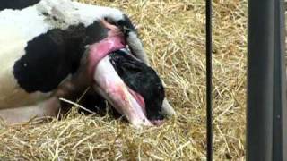 Fair Oaks Farm Indiana Cow having a calf Very cool [upl. by Rebeka]