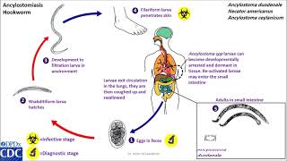 Hookworm life cycle [upl. by Fadiman]