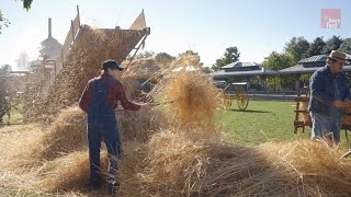 How Farmers Harvested and Threshed Wheat in the 1880s [upl. by Llenyar]