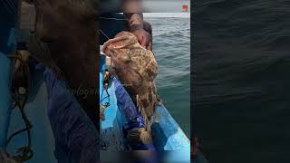 Catching Grouper Fish in the Sea fish fishing fishingvideo [upl. by Esertal861]