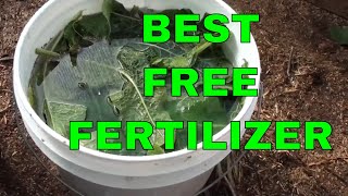 Free Fertilizer  How to Make Comfrey Tea [upl. by Eboj]