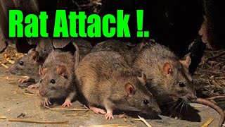 Rats attack [upl. by Rafaellle]