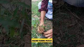 how to grow bamboo rhizome in pot planting process [upl. by Altman724]