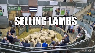 A SHOCK LAMB SALE DAY  MY THOUGHTS [upl. by Anolla]