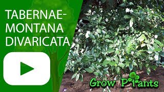 Tabernaemontana divaricata  grow amp care Crape jasmine [upl. by Rehpotsrhc707]