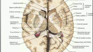 What is the Basal Ganglia [upl. by Yarb]