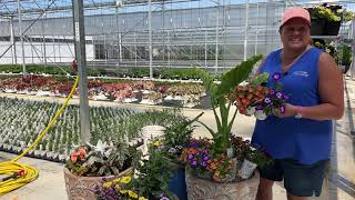 Planting a Container Combination Using Emerald Isle Alocasia and a Container Using a Palm Tree [upl. by Betthel]