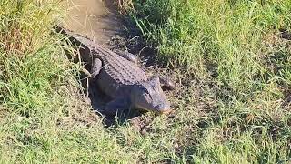 One Eye the alligator at the Brazoria National Wildlife Refuge at the Brazoria county TX part 4 [upl. by Mushro138]