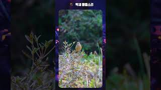 딱새 울음소리 Daurian redstart Sound birdsounds [upl. by Lorsung]