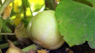 Grow Your Own Cucumbers  At Home With P Allen Smith [upl. by Swart]