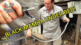 Venomous Black mamba rescues in South Africa deadly snake under kids bed Nick Evans in action [upl. by Laughlin]