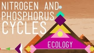 Nitrogen amp Phosphorus Cycles Always Recycle Part 2  Crash Course Ecology 9 [upl. by Cornia483]