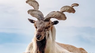 10 Most Beautiful Goats In The World [upl. by Mikeb354]