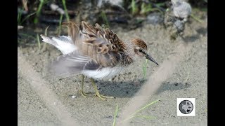 DANS LA NATURE Ep28  Les limicoles en migration [upl. by Ricoriki]