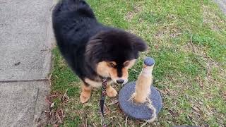 Finnish Lapphund Puppy DESTROYS Discarded Cat Scratching Post [upl. by Lemuel]