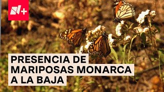 Presencia de mariposas monarca se reduce dramáticamente en México  N [upl. by Mellitz]