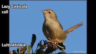 Lazy Cisticola call [upl. by Steward]