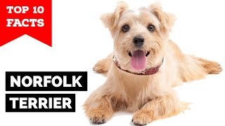 Norfolk Terrier  Top 10 Facts [upl. by Isoj]