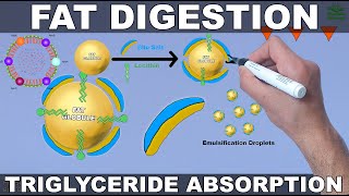 Fat Digestion and Absorption  Triglycerides [upl. by Carew]