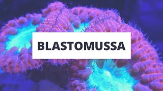 Coral Spotlight  Blastomussa LPS Coral [upl. by Selec956]